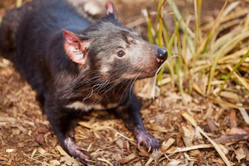 Tasmanian Devil