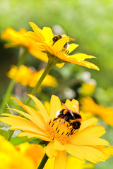 Bumble bees on sunflowers in summer garden - 60406305