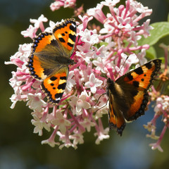 Small tortoiseshell butterflies on Syringa flowers