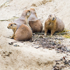 Four prairie dogs