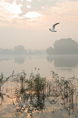 Misty sunrise at the lake - 60406341