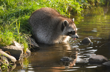 Common raccoon or Procyon lotor in water - 60406348