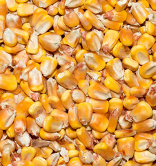 background from corn. macro