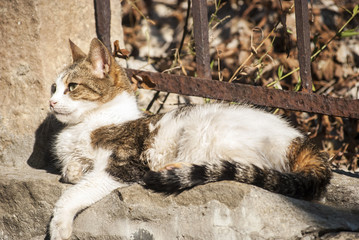 Colorful young alley cat lying on sunny street fence