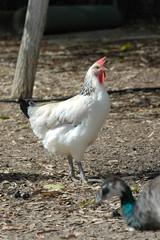 Gallina de raza Sussex