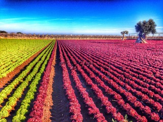 cultivated land