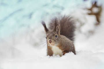 Eichhörnchen im Schnee - obrazy, fototapety, plakaty