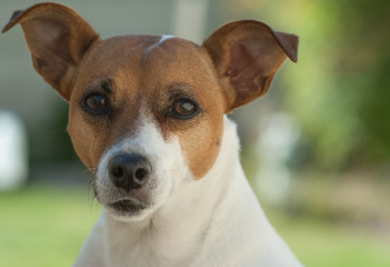 Jack Russell Terrier