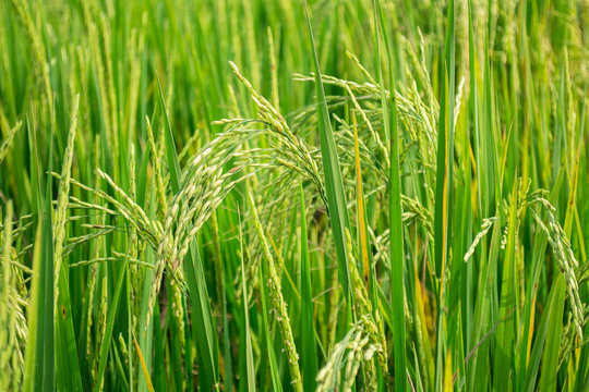 close up of rice paddy