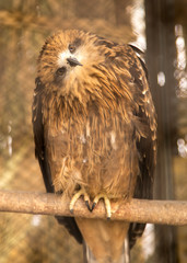 hawk in the park outdoors