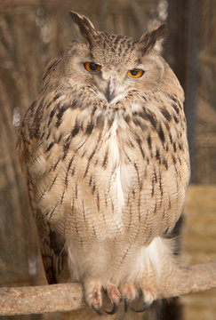 portrait of an owl in the park