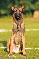 berger belge malinois en ring