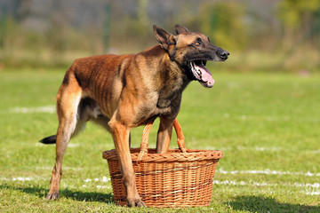 berger belge malinois en ring