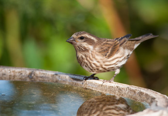 Female Purple Finch