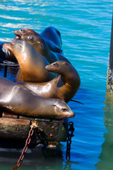 Obraz premium San Francisco Pier 39 lighthouse and seals California
