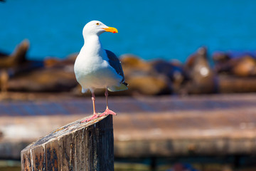 San Francisco Pier 39 seagull and seals at California