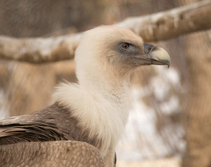 vulture