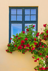 Fototapeta na wymiar Roses decorating a house