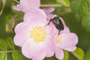 Rose chafer, Potosia cuprea on rose
