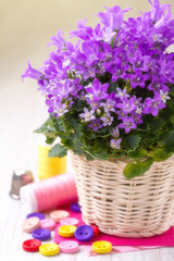 Campanula bouquet with colorfull buttons