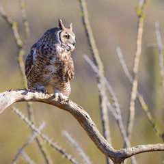Great Horned Owl