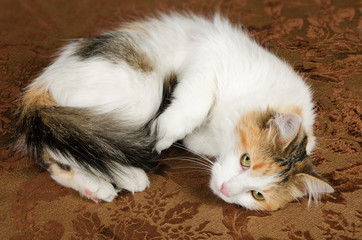 Cute Young Calico Torbie Kitten Cat