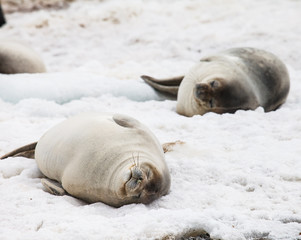 seal animals