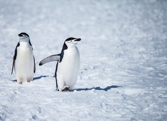 Fototapeta na wymiar chinstrap penguin