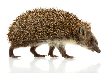 Hedgehog, isolated on white