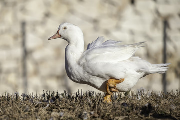 goose in a natural environment