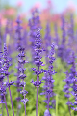 Lavender growing in garden