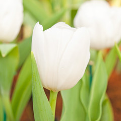 White tulip