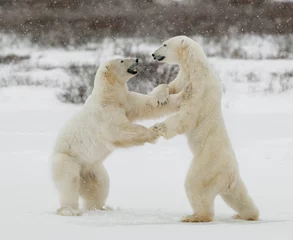Two polar bears play fighting.
