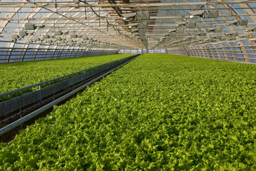 Greenhouse lettuce