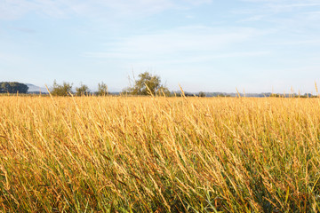 Fototapeta premium Grass landscape