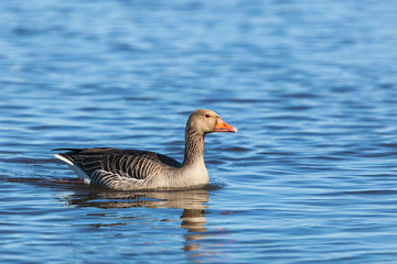 Fototapeta premium Greylag goose swimming