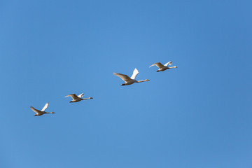Whooper Swan