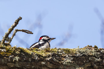 Great spotted woodpecker