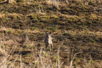 Roe deer