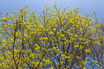 Newly blossomed trees
