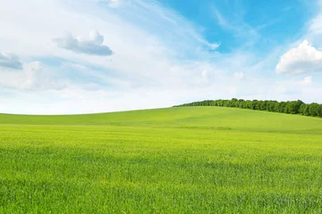 Photo sur Plexiglas Automne green meadow and blue sky