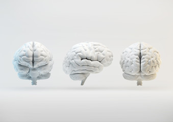 The human brain from different angles