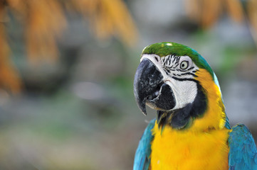 ルリコンゴウインコ