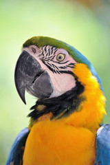 ルリコンゴウインコ