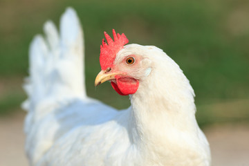 chicken hen