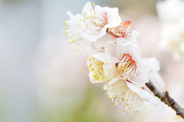 Fototapeta premium 梅