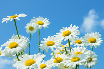 Beautiful daisies on a background of blue sky