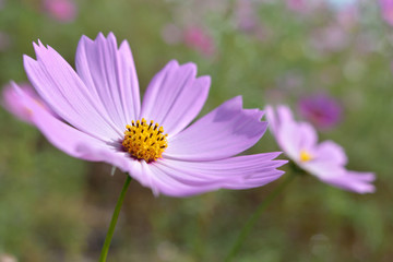 Fototapeta premium コスモス