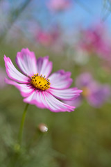 Fototapeta premium コスモス