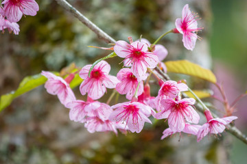 pink blossom sukura flowers on a spring day in changrai,Thailand